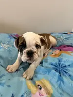 Lauren, a female English Bulldog for sale in Manhattan, KS – Photo 3 of 5