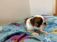 Lauren, a female English Bulldog for sale in Manhattan, KS – Photo 2 of 5