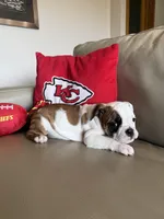 Lauren, a female English Bulldog for sale in Manhattan, KS – Photo 5 of 5