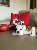 Lauren, a female English Bulldog for sale in Manhattan, KS – Photo 4 of 5