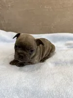 Ollie, a male French Bulldog for sale in Manhattan, KS – 4 of 4