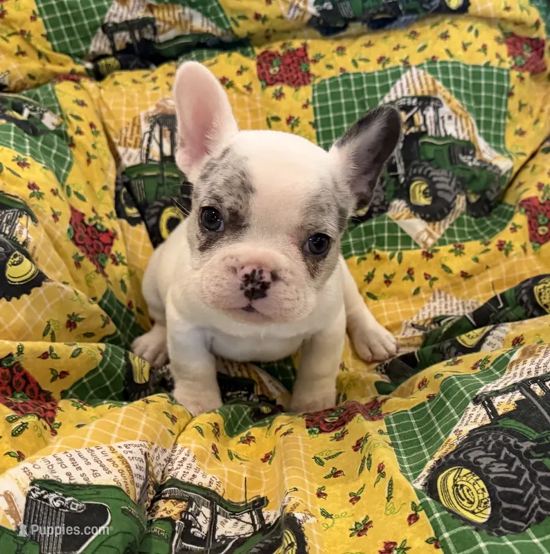 Jax – French Bulldog puppy for sale in Manhattan, KS