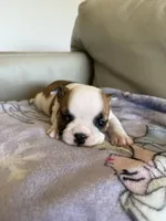 Maggie, a female English Bulldog for sale in Manhattan, KS – 4 of 6