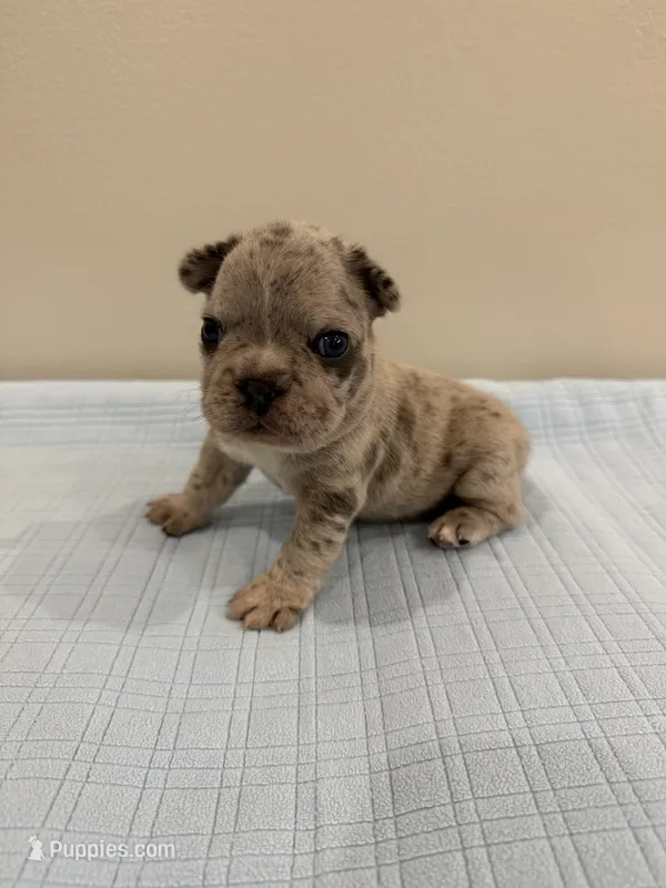 Gus – French Bulldog puppy for sale in Manhattan, KS