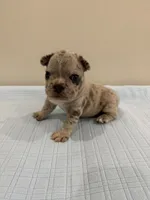 Gus, a male French Bulldog for sale in Manhattan, KS – 1 of 6