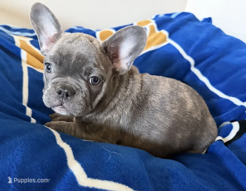 Louie – French Bulldog puppy for sale in Manhattan, KS