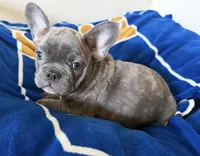 Louie, a male French Bulldog for sale in Manhattan, KS – 1 of 4