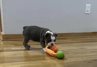 Sky, a female English Bulldog for sale in Manhattan, KS – Photo 6 of 7