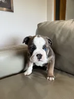 Sky, a female English Bulldog for sale in Manhattan, KS – Photo 1 of 7