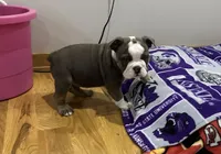 Sky, a female English Bulldog for sale in Manhattan, KS – Photo 5 of 7