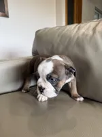 Sky, a female English Bulldog for sale in Manhattan, KS – Photo 4 of 7