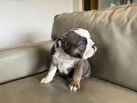 Sky, a female English Bulldog for sale in Manhattan, KS – Photo 2 of 7