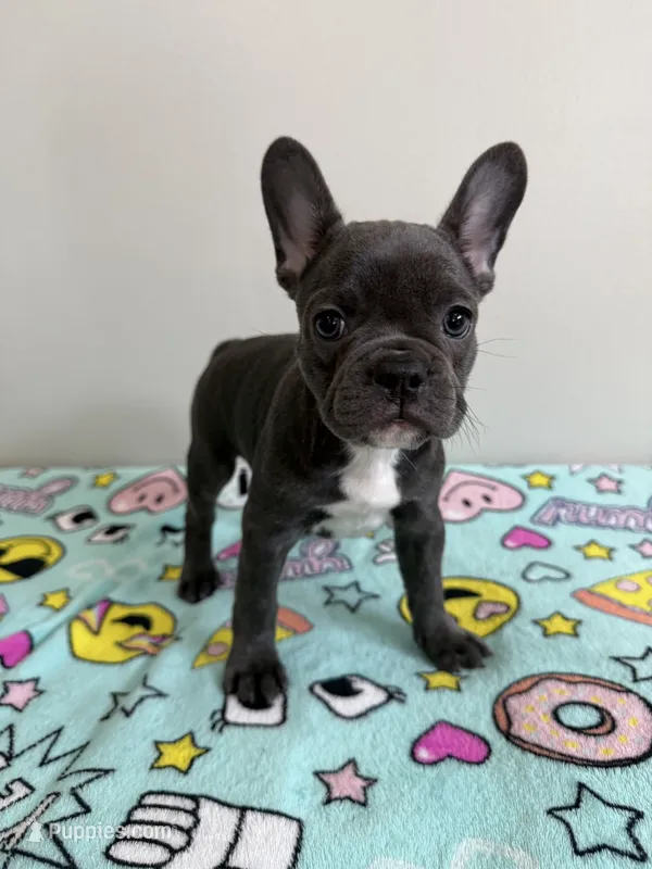 Poppy – French Bulldog puppy for sale in Manhattan, KS