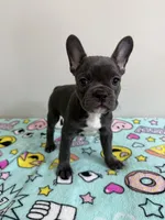 Poppy, a female French Bulldog for sale in Manhattan, KS – 2 of 10