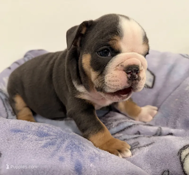 Bella – English Bulldog puppy on hold in Manhattan, KS