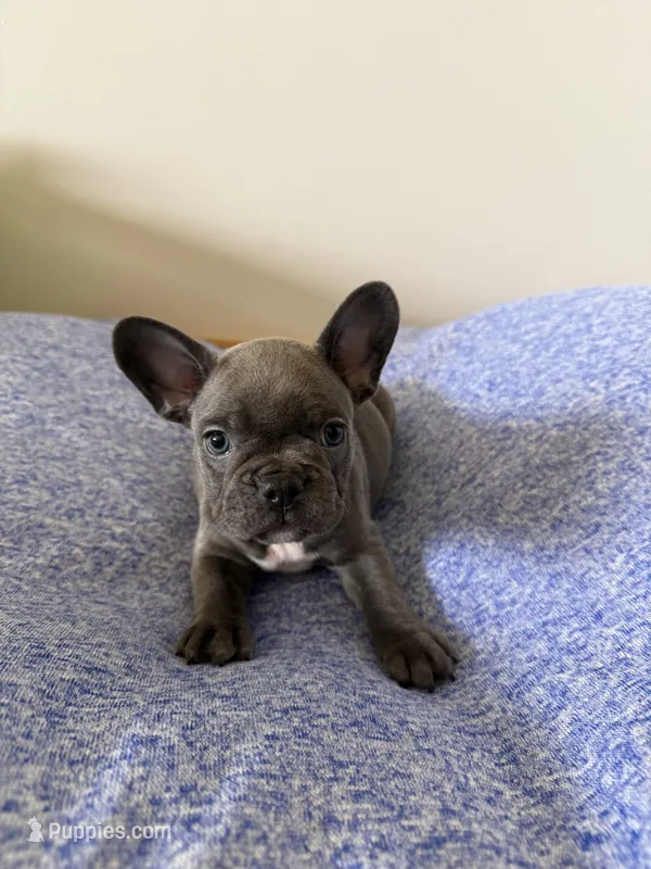 Millie – French Bulldog puppy for sale in Manhattan, KS