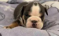 Bella, a female English Bulldog for sale in Manhattan, KS – 6 of 7