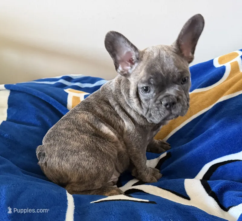 Ollie – French Bulldog puppy for sale in Manhattan, KS