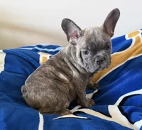 Ollie, a male French Bulldog for sale in Manhattan, KS – 1 of 8