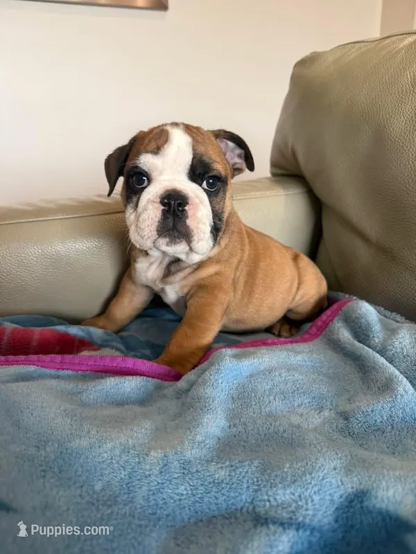 Farkle  – English Bulldog puppy on hold in Manhattan, KS
