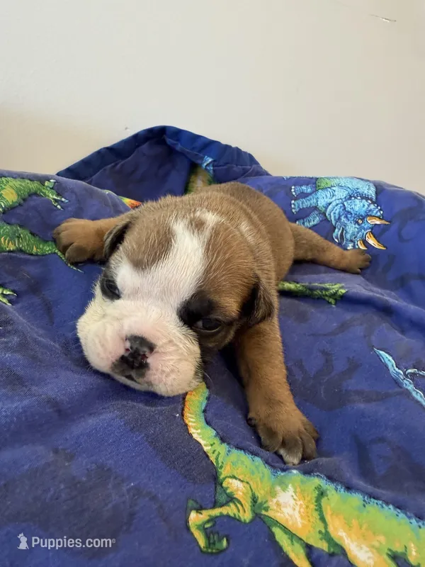 Farkle  – English Bulldog puppy for sale in Manhattan, KS