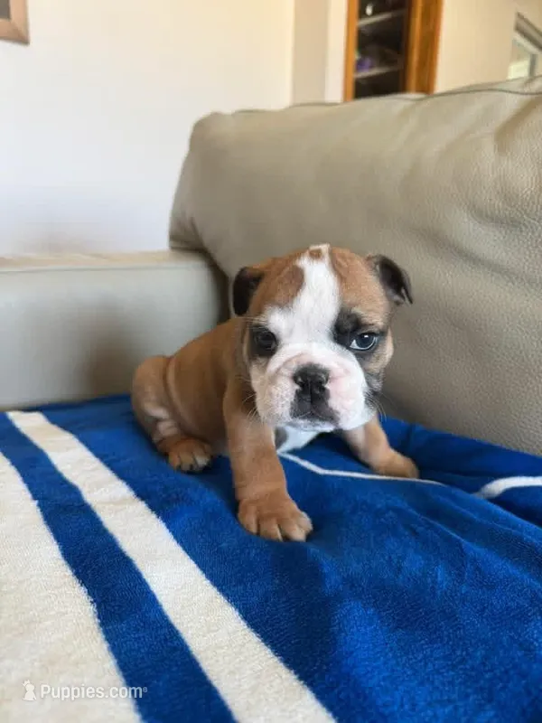 Farkle  – English Bulldog puppy for sale in Manhattan, KS
