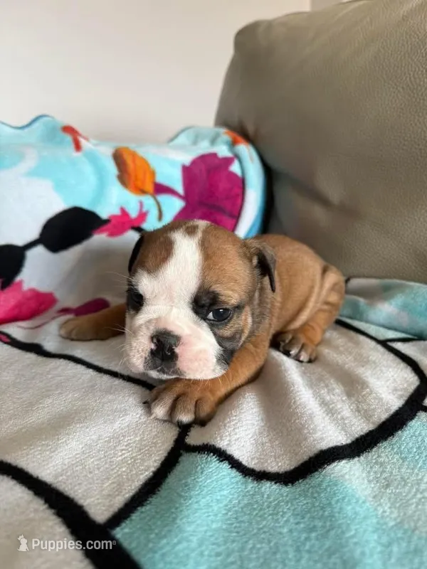 Farkle  – English Bulldog puppy for sale in Manhattan, KS