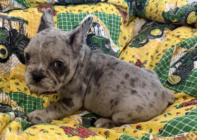 Gus – French Bulldog puppy for sale in Manhattan, KS