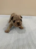 Gus, a male French Bulldog for sale in Manhattan, KS – 4 of 6