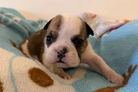 Bella, a female English Bulldog for sale in Manhattan, KS – 1 of 1