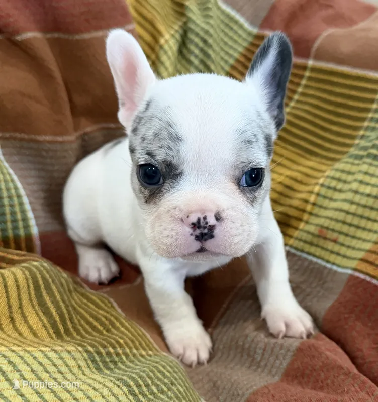 Jax – French Bulldog puppy for sale in Manhattan, KS
