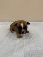 Ace, a male French Bulldog for sale in Manhattan, KS – 3 of 3