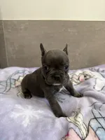 Lulu, a female French Bulldog for sale in Manhattan, KS – 4 of 4