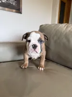 Nala, a female English Bulldog for sale in Manhattan, KS – Photo 3 of 6