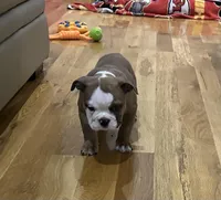 Nala, a female English Bulldog for sale in Manhattan, KS – Photo 6 of 6