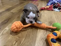 Nala, a female English Bulldog for sale in Manhattan, KS – Photo 5 of 6