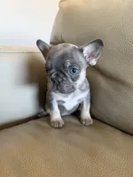 Max, a male French Bulldog for sale in Manhattan, KS – Photo 3 of 3