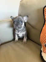 Max, a male French Bulldog for sale in Manhattan, KS – Photo 2 of 3