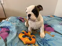 Riley, a female English Bulldog for sale in Manhattan, KS – Photo 5 of 5