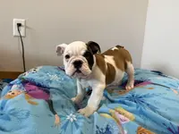 Riley, a female English Bulldog for sale in Manhattan, KS – Photo 4 of 5