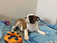 Riley, a female English Bulldog for sale in Manhattan, KS – Photo 3 of 5