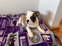 Riley, a female English Bulldog for sale in Manhattan, KS – Photo 2 of 5