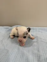 Jax, a male French Bulldog for sale in Manhattan, KS – 2 of 5