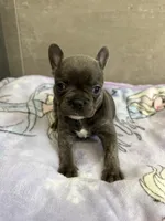 Lulu, a female French Bulldog for sale in Manhattan, KS – 3 of 4