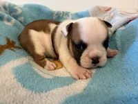 Maggie, a female English Bulldog for sale in Manhattan, KS – 2 of 2
