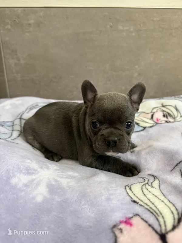 Poppy – French Bulldog puppy for sale in Manhattan, KS