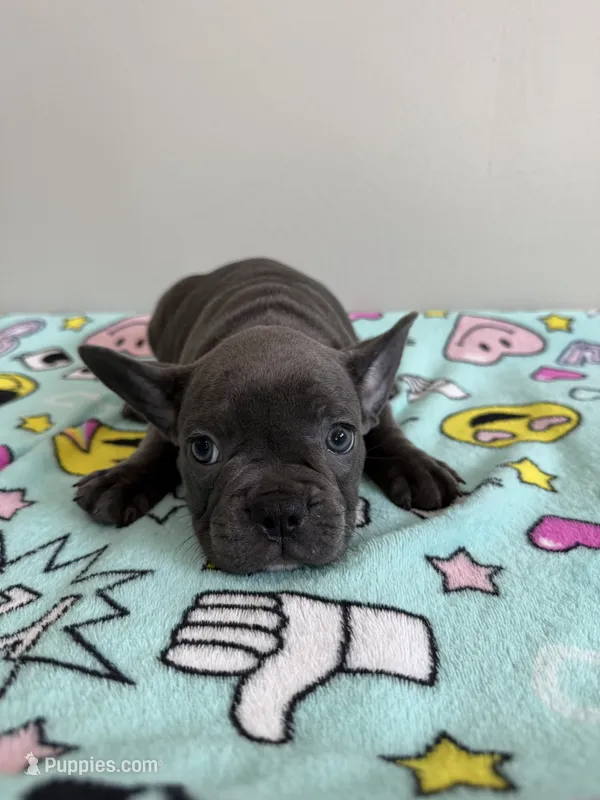 Millie – French Bulldog puppy for sale in Manhattan, KS