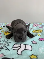 Millie, a female French Bulldog for sale in Manhattan, KS – 1 of 5