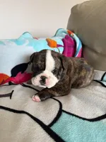 Elizabeth , a female English Bulldog for sale in Manhattan, KS – Photo 2 of 2