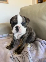 Elizabeth , a female English Bulldog for sale in Manhattan, KS – Photo 1 of 2